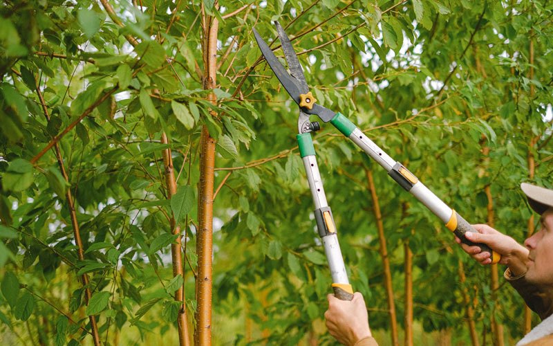 Tree trimming in Owanka, SD